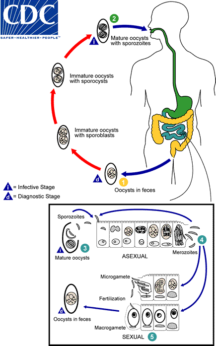 Cystoisospora belli lifecycle