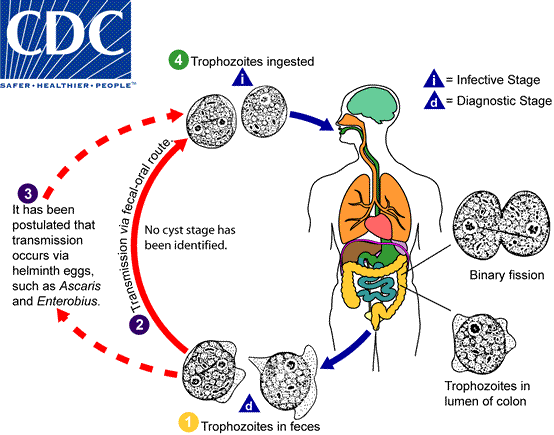 Dientamoeba fragilis lifecycle