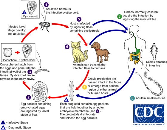 Dipylidium caninum lifecycle