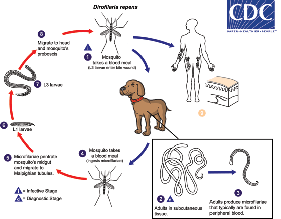 Life Cycle of D. repens