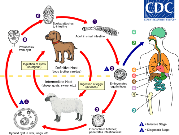 Echinococcosis lifecycle