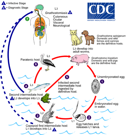 Gnathostoma spinigerum and Gnathostoma hispidum Lifecycle