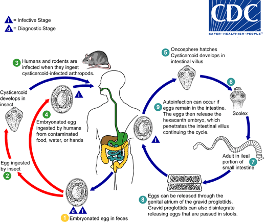 Hymenolepis nana life cycle