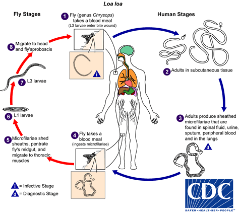 Loa loa lifecycle