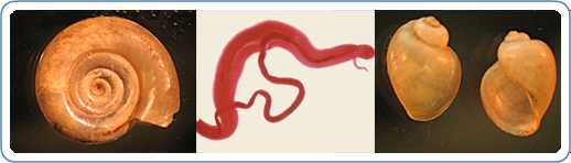 Left: Biomphalaria sp., the intermediate host for S. mansoni. Right: Bulinus sp., the intermediate host for S. haematobium and S. intercalatum. Center: Adults of S. mansoni. The thin female resides in the gynecophoral canal of the thicker male.