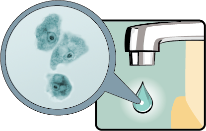 illustration of Naegleria fowleri. It is approx. 1000 times larger than Naegleria actually is.