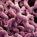 Campylobacter