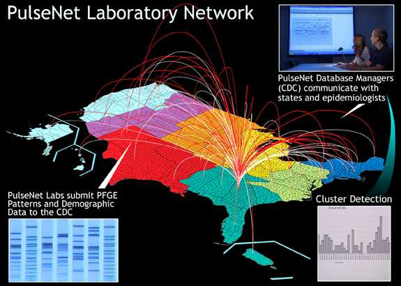 PulseNet laboratorians from across the nation submit DNA fingerprints of bacteria from sick patients to CDC. When fingerprints are matched, investigations may be launched to detect the source of the illnesses 