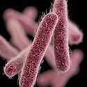 Shigella