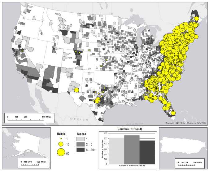 Map of rabid raccoons reported in the United States during 2012. Majority of the cases occur in the eastern United States.