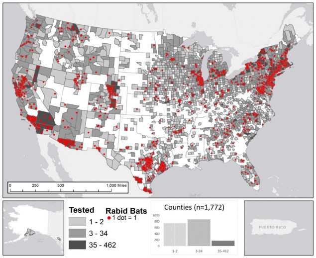 The figure shows a map of the United States with highlighted counties where rabid bats were tested during 2015. Histogram represents number of counties in each category (light grey for 1-2 tested animals; medium grey for 3-34 tested animals; and dark grey for 35 to 462 tested animals) for total number of bats submitted for rabies testing. Point locations (red dots) for rabid bats were randomly selected within each reporting jurisdiction. The cases are broadly distributed throughout the United States. The total number of reported cases involving bats in 2015 was 1,704, representing 30.9 percent of all wildlife rabies cases in the United States.