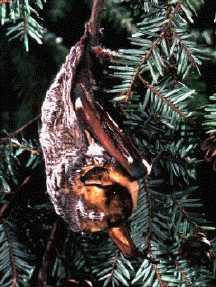 Hoary bat in a hemlock tree