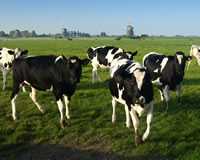 cows grazing in a field