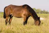 horse grazing in the field