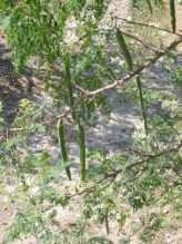 Moringa tree with pods.