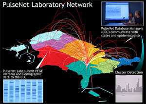 	PulseNet laboratorians from across the nation submit DNA fingerprints of bacteria from sick patients to CDC. When fingerprints are matched, investigations may be launched to detect the source of the illnesses