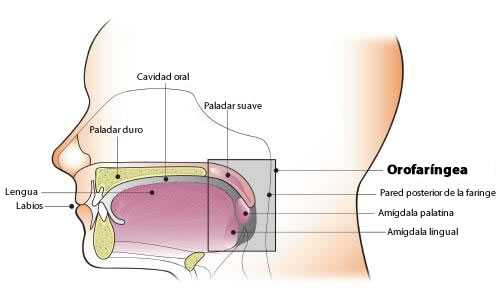 Diagrama de la cavidad oral y orofaríngea. La cavidad oral incluye los labios, la mucosa labial y bucal, las dos terceras partes delanteras de la lengua, el trígono retromolar, el suelo (fondo) de la boca, la gingiva, y el paladar duro. La orofaríngea incluye las amígdalas palatina y lingual, la tercera parte trasera o base de la lengua, el paladar suave, y la pared posterior de la faringue.