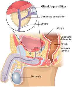 Imagen de la próstata