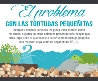 Infografía: El problema con las tortugas pequeñitas