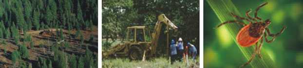 Imagen de un bosque; Imagen de trabajadores al aire libre; Imagen ampliada de una garrapata