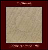 polysaccharide