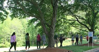 people walking beneath trees