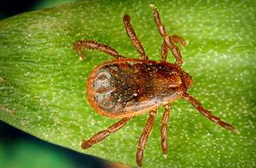 Brown dog tick