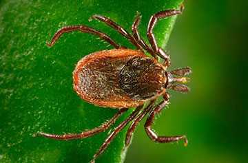 Western blacklegged tick