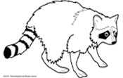 raccoon clipart