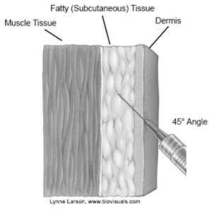 Figure 1: image of needle entering Fatty (subcutaneous) tissue, at 45 degree angle, through the dermis, stopping before the muscle tissue. by Lynne Larson. www.biovisuals.com