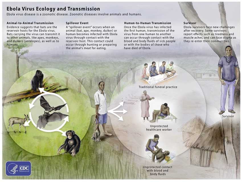 Ebolavirus Ecology