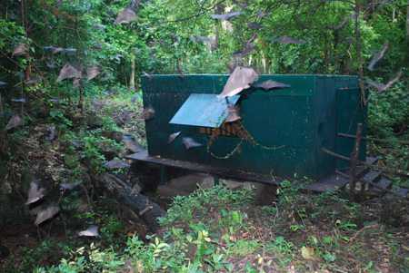 Bat cage in the woods