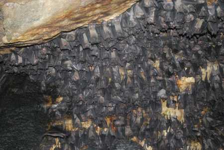 Bats roosting in a cave