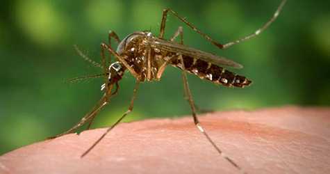 Aedes mosquito