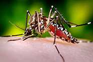 Aedes aegypti mosquito