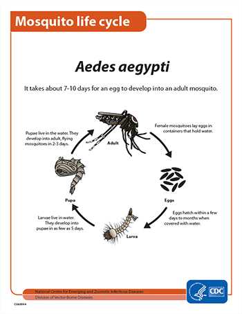  Mosquito live cycle fact sheet thumbnail