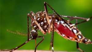 A female Aedes aegypti mosquito in the process of acquiring a blood meal from her human host. Photo: James Gathany. 