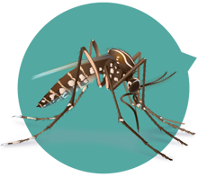 Conduct mosquito surveillance