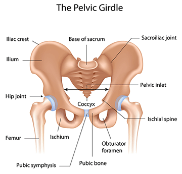 Pelvic