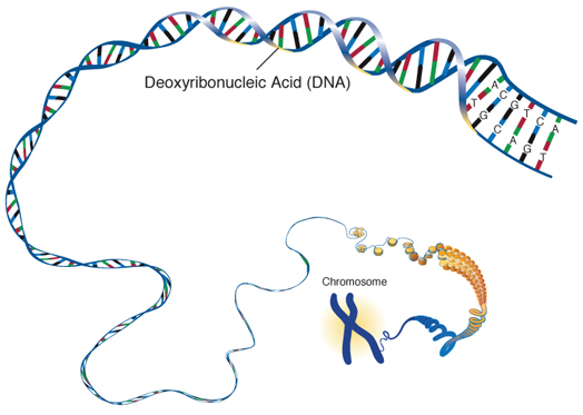 Nuclear DNA