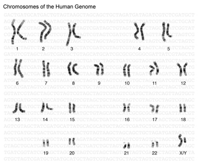 Genome