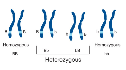 Heterozygous