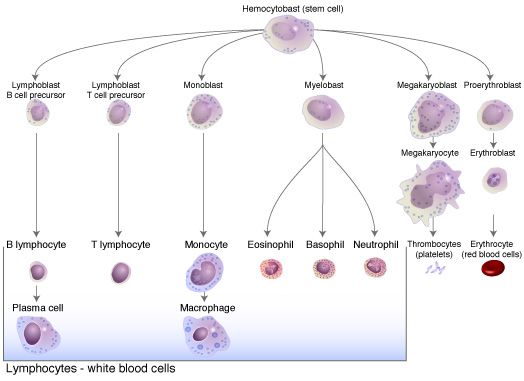 Lymphocyte