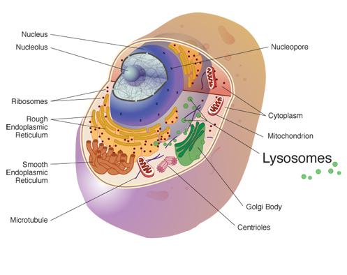 Lysosome