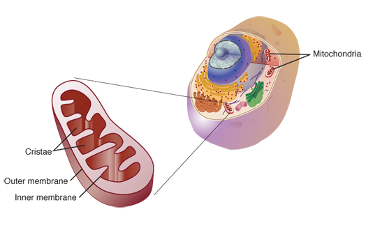 Mitochondrial disease