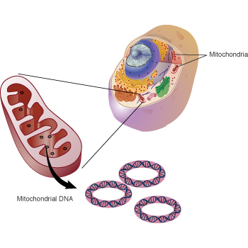 Mitochondrial DNA