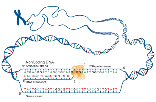 Non-Coding DNA