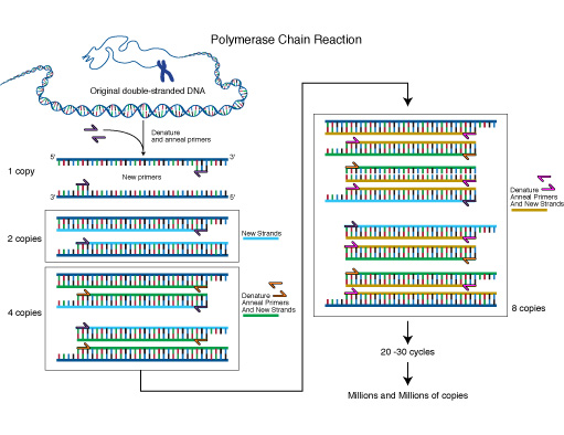 Polymerase Chain Reaction (PCR)