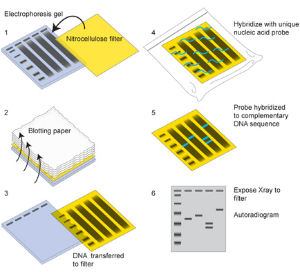 Southern Blot