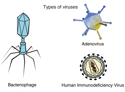 Virus